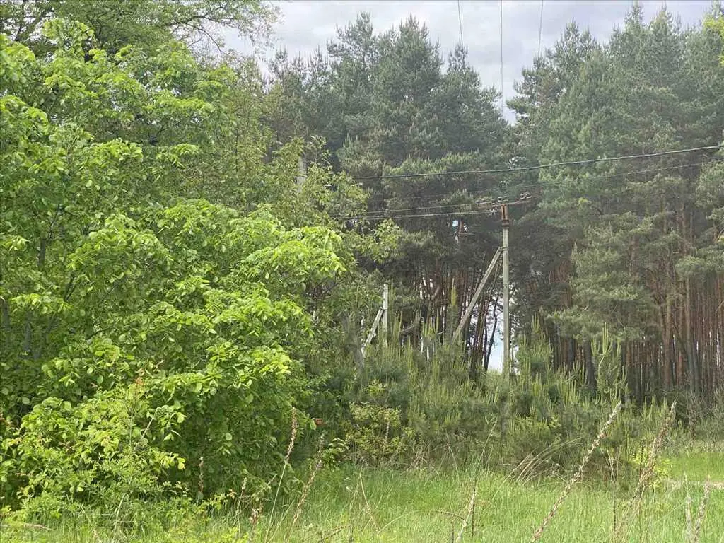 Ділянка біля соснового лісу!