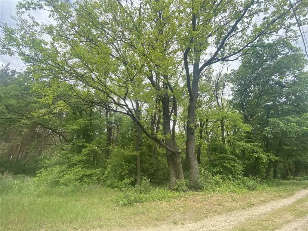 Ділянка біля соснового лісу!