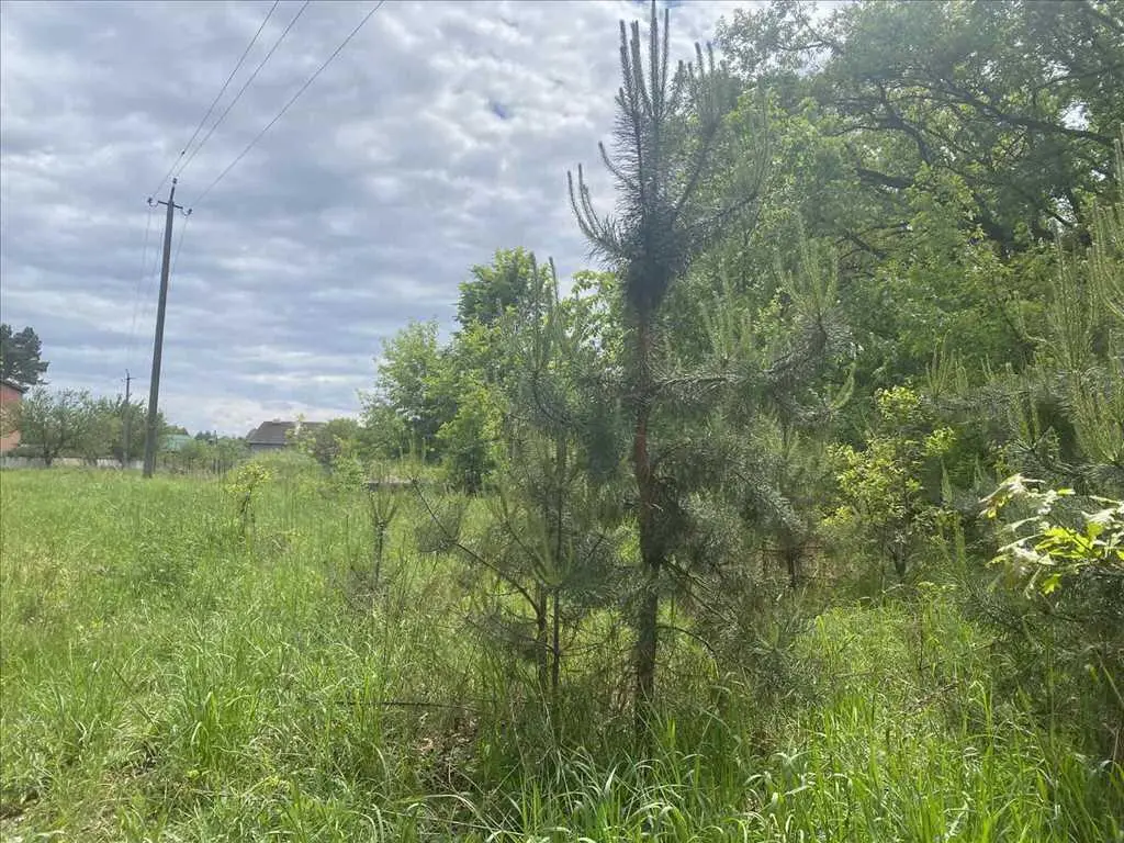 Ділянка біля соснового лісу!