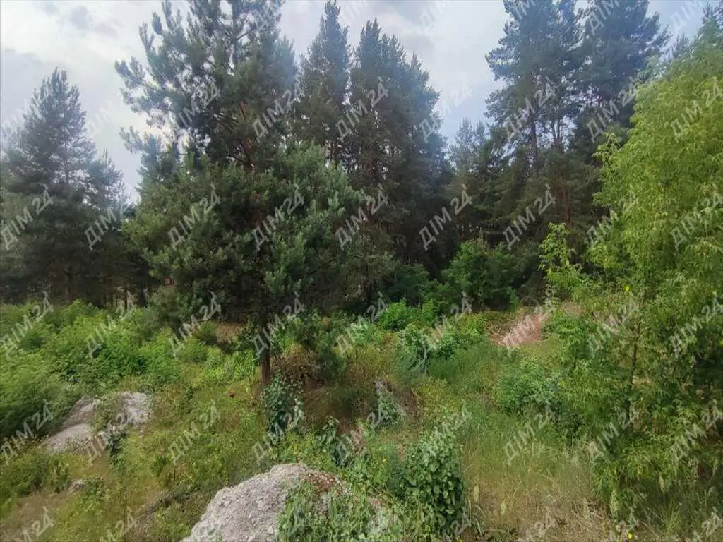 Ділянка з недобудовою в хвойному лісі!