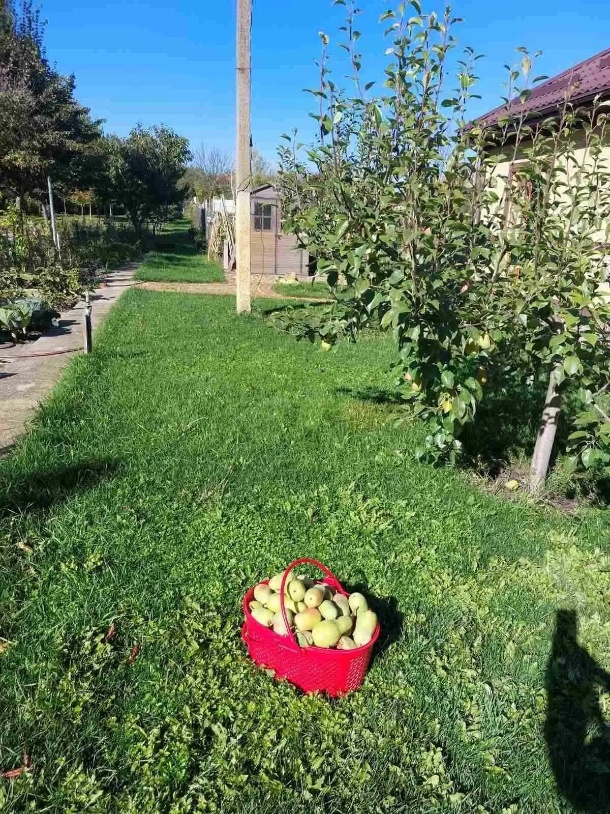 Чудова усадьба в Петрівці