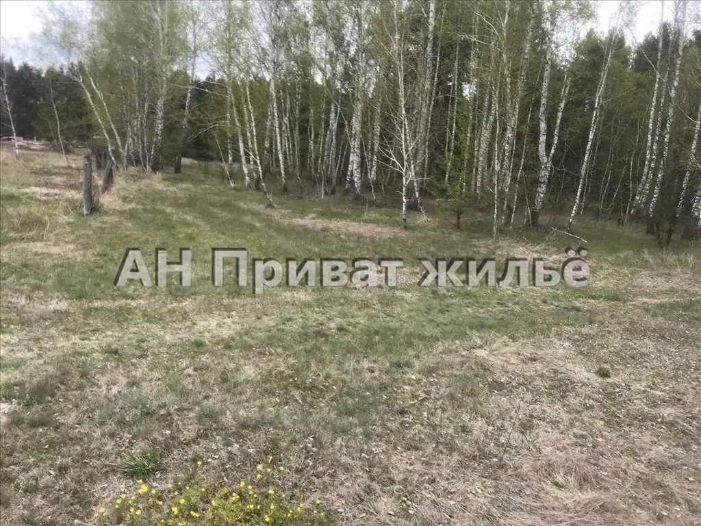 Мальовнича земельна ділянка поруч з сосновим лісом.