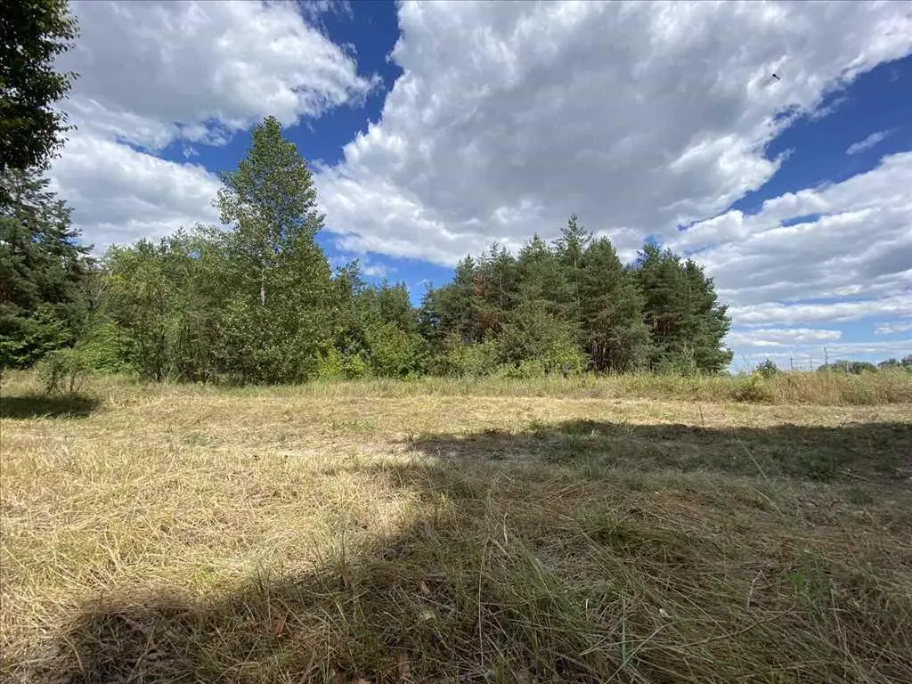 Ділянка в сосоновому лісі!