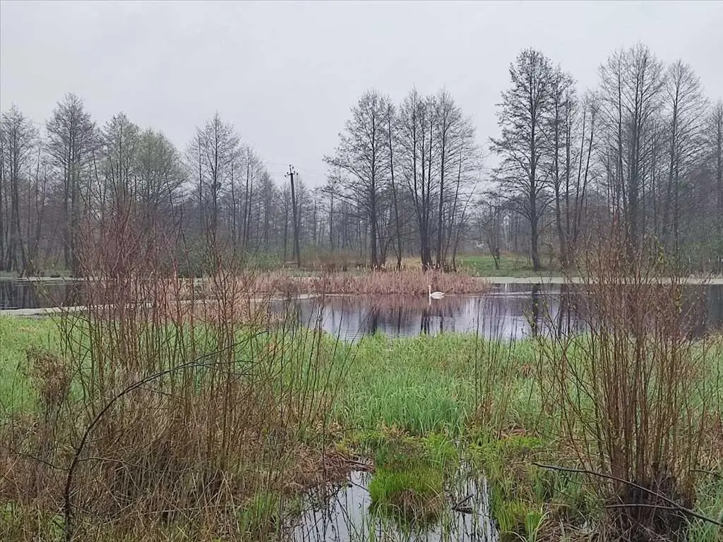 Ділянка з видом на сосновий ліс, Вакуленці