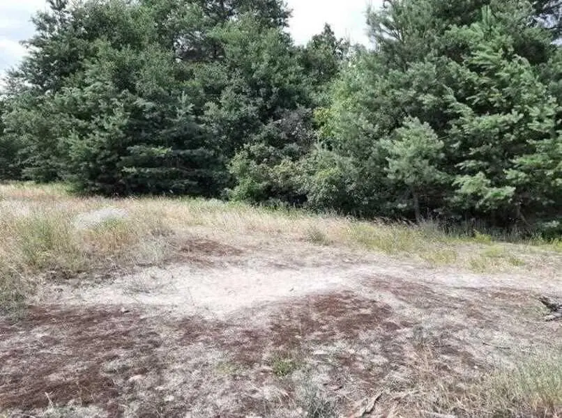 Ділянка в сосновому лісі біля водойоми!