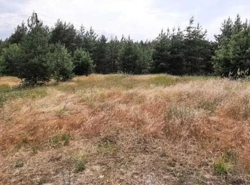 Ділянка в сосновому лісі біля водойоми!