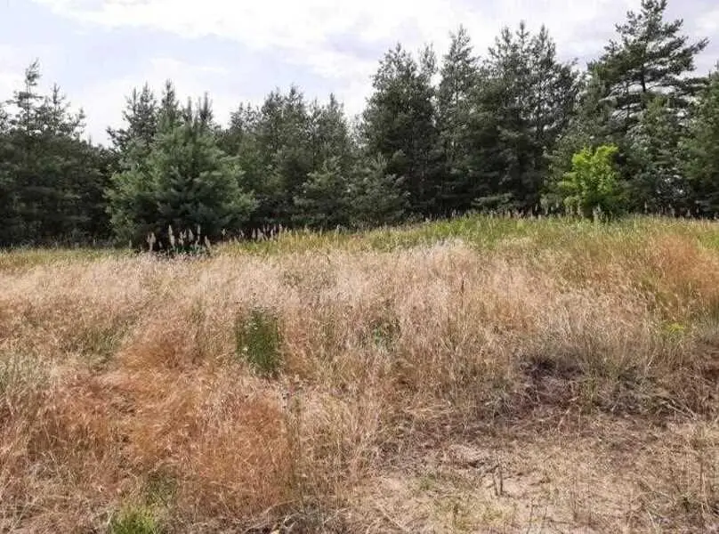 Ділянка в сосновому лісі біля водойоми!