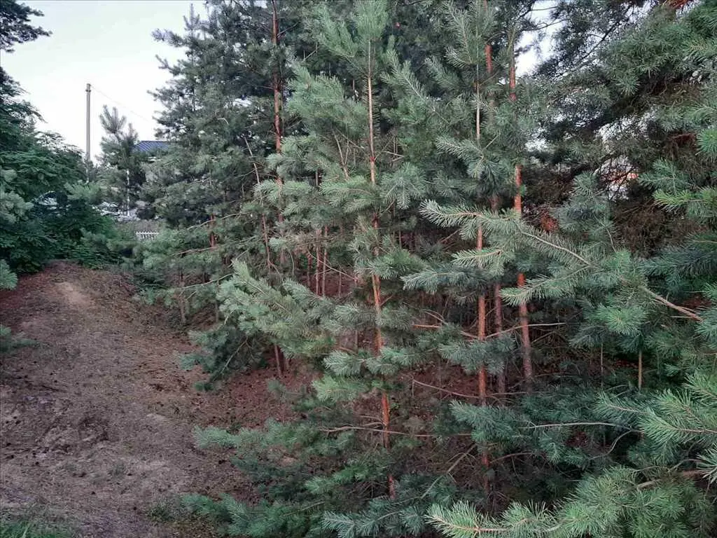 Дім у сосновому лісі