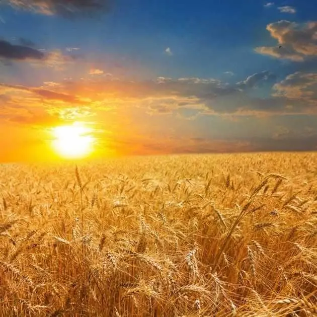 Сільськогосподарська земля в Шишацькому районі 