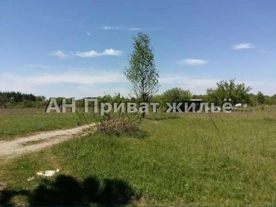 Земельный участок в сосновом лесу