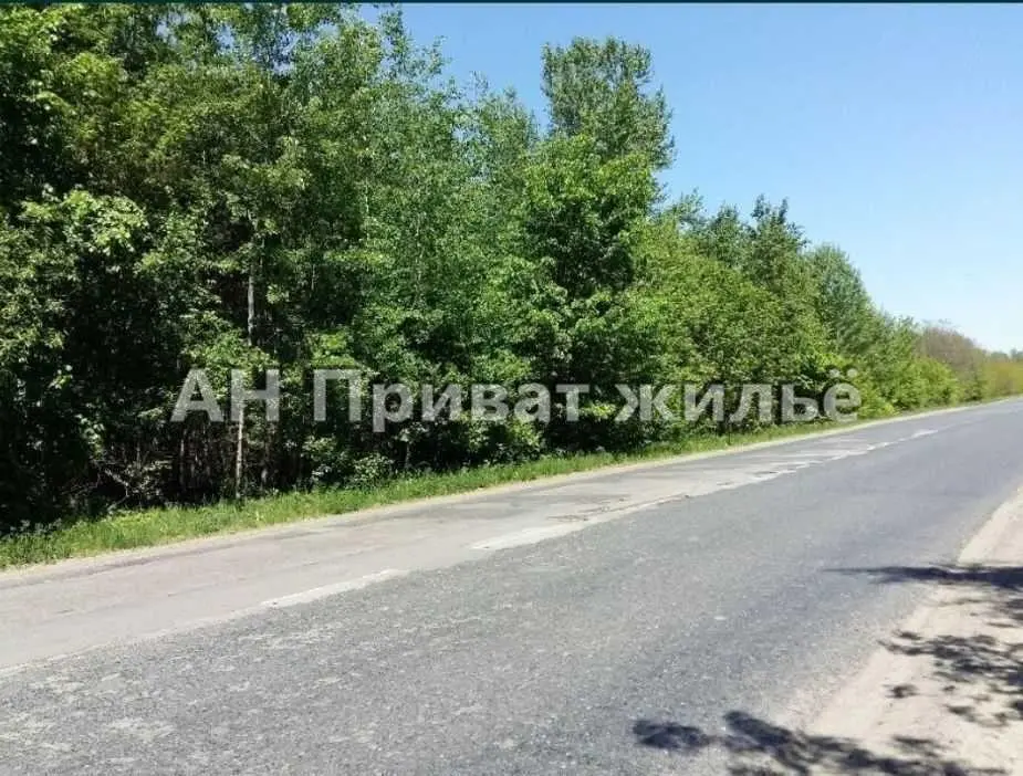 Земельный участок в сосновом лесу