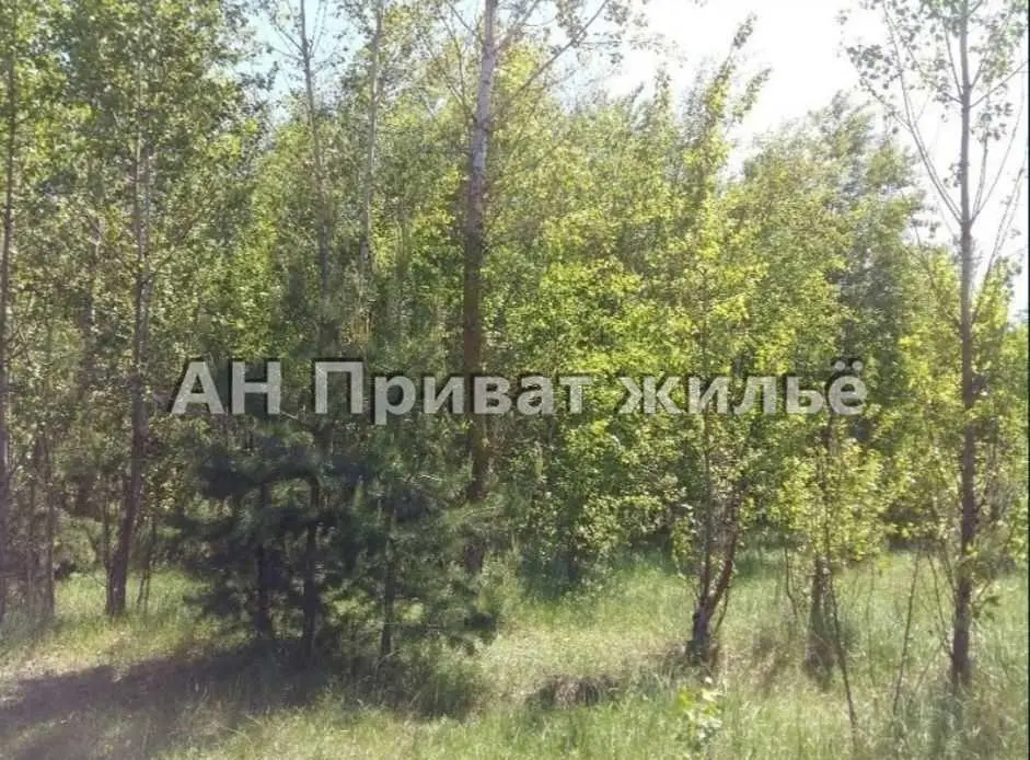 Земельный участок в сосновом лесу