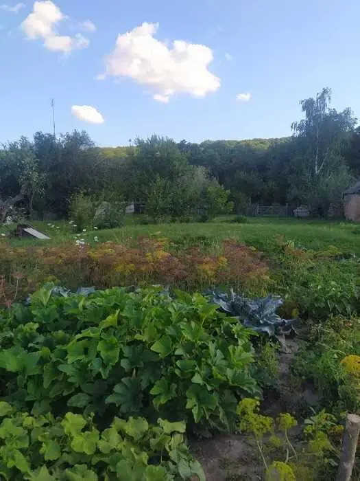 Чудова ділянка біля лісу в с  Буланово! 