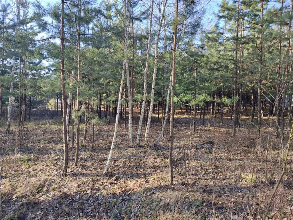 Ділянка в сосновому лісі