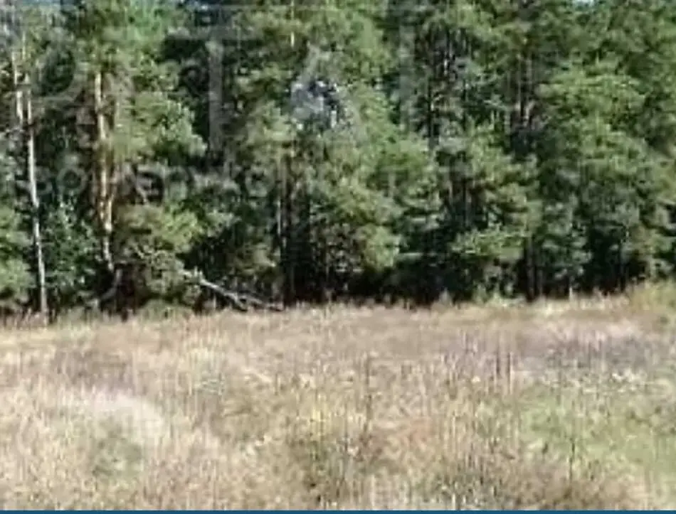 Земельна ділянка біля хвойного лісу!