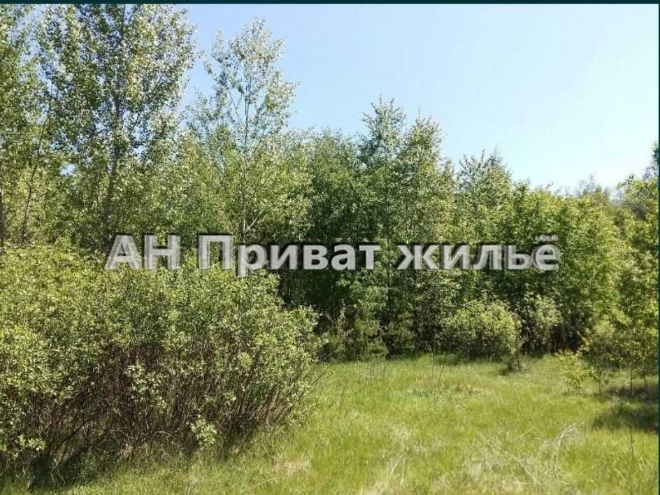 Ділянки поміж соснових насаджень, межа міста!