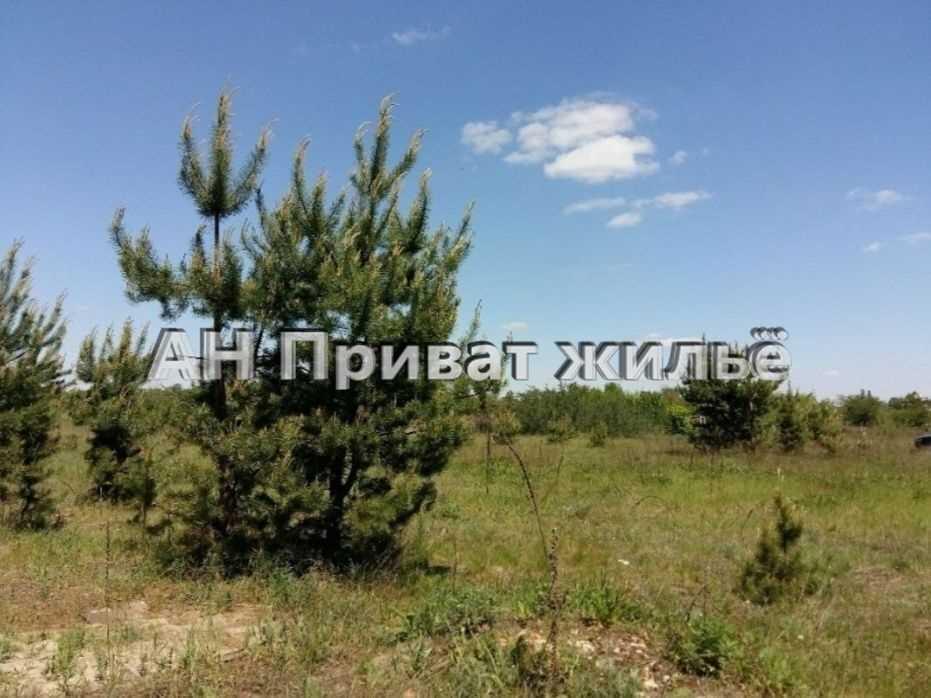 Ділянки поміж соснових насаджень, межа міста!