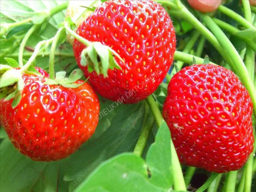 Ділянка в Вакуленцях!