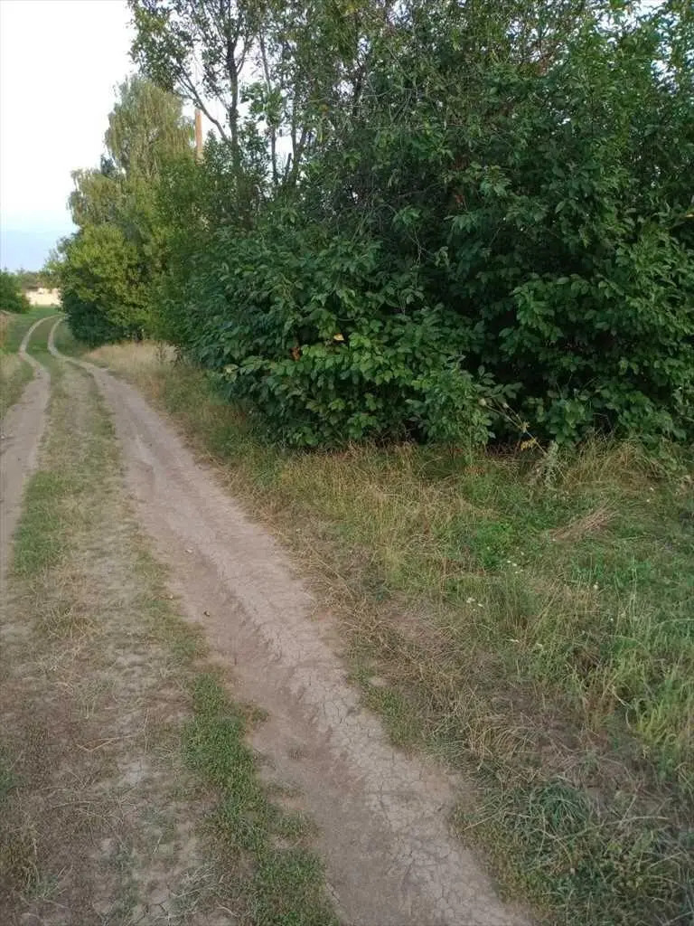 Ділянка для будівництва житлового будинку в с. Супрунівка