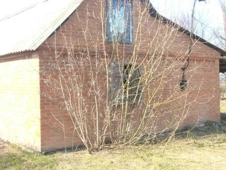 Будинок з великою ділянкою в Давидівці