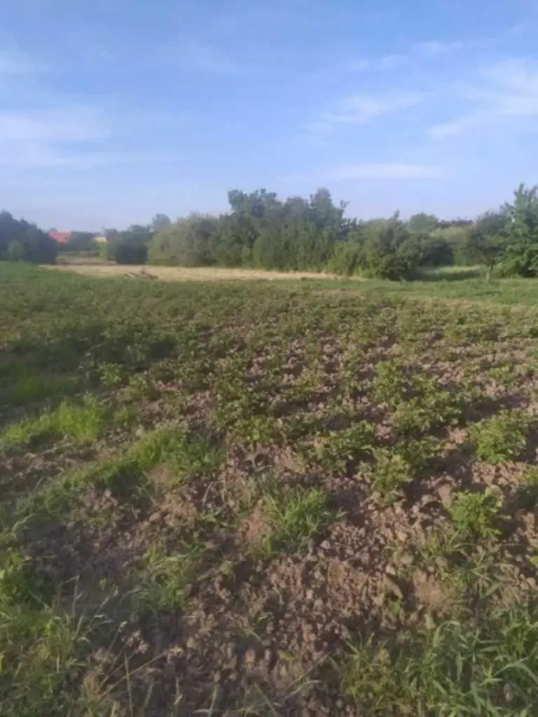 Ділянка під забудову майже в центрі с.Супрунівка!