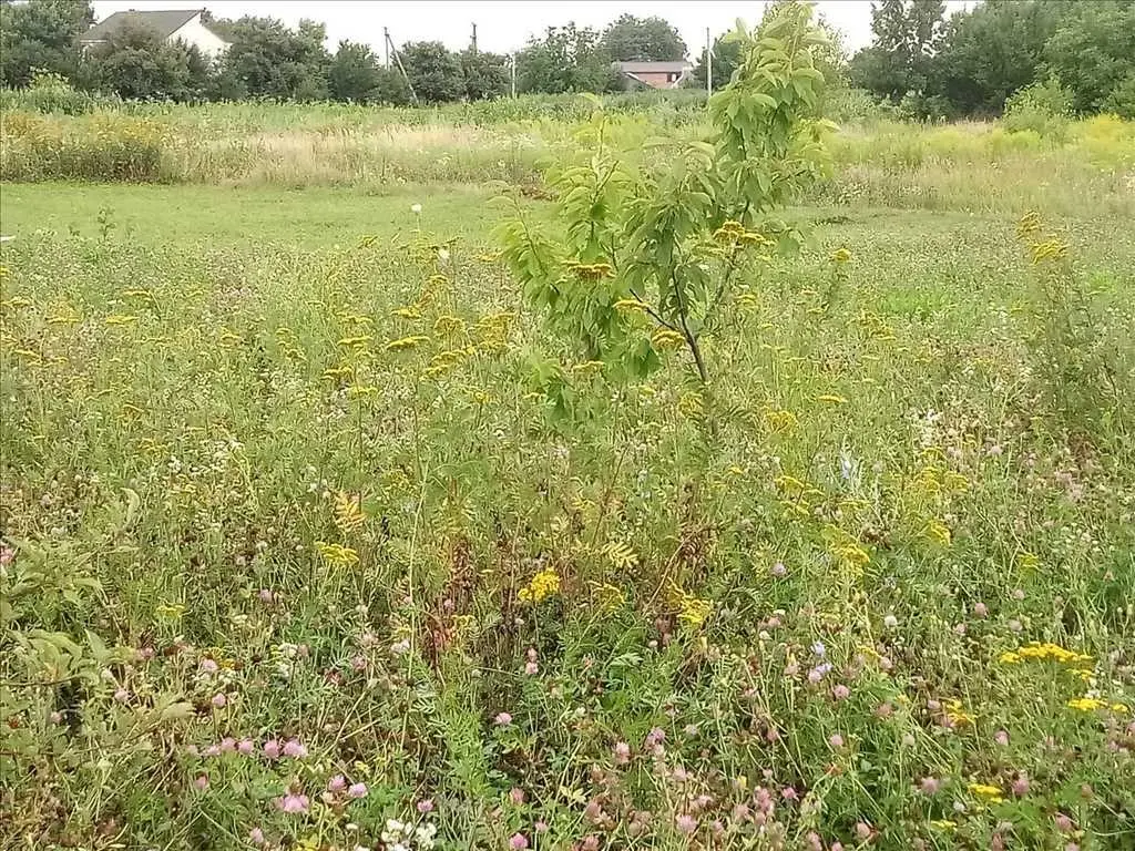 Доглянута ділянка з садом  в Гожулах. 