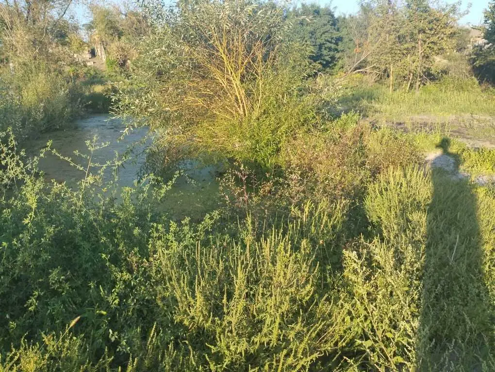 Ділянка з видом на ліс! 