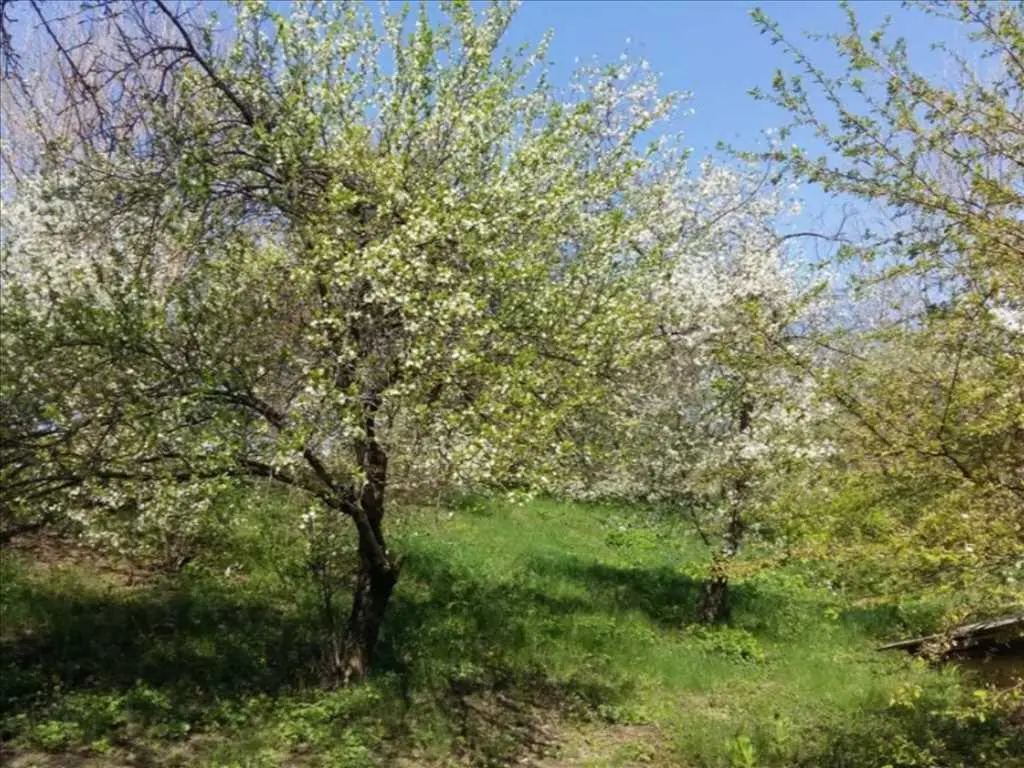 Ділянка в Решетилівському районі