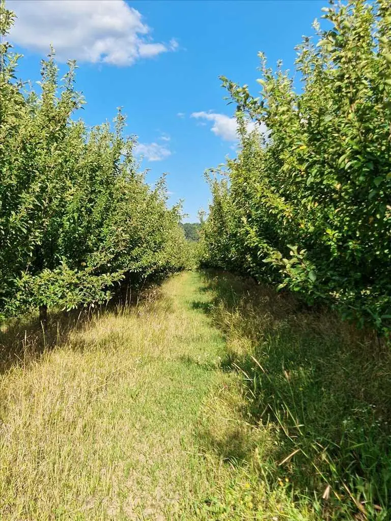 Яблучний сад по ціні квартири! 