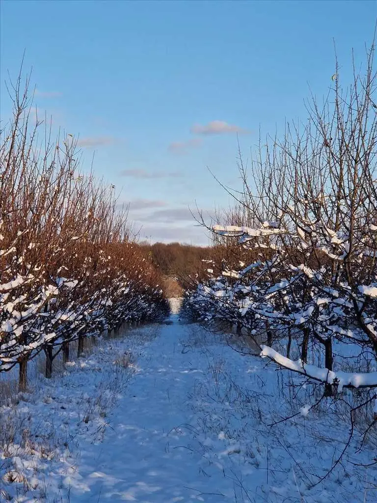Яблучний сад по ціні квартири! 