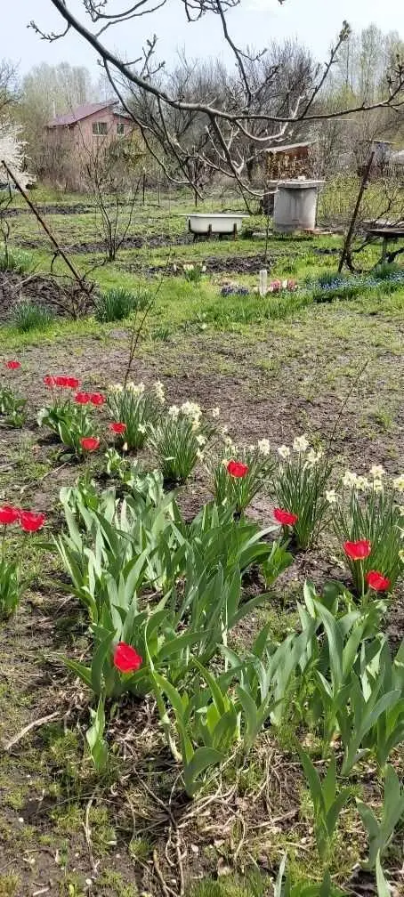 Ділянка для садівництва в Їжаківці