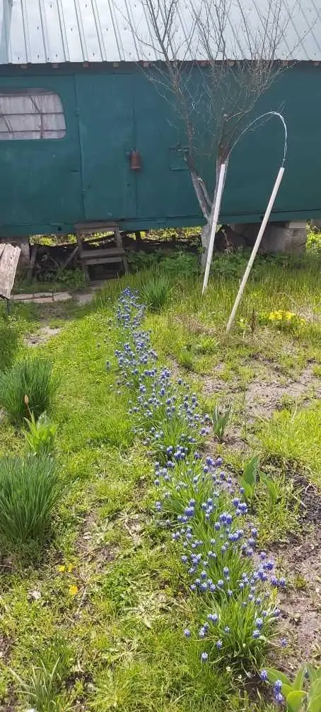 Ділянка для садівництва в Їжаківці