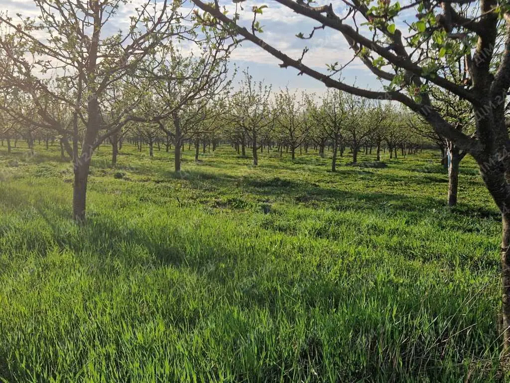 Яблуневий сад площею в 200 соток.