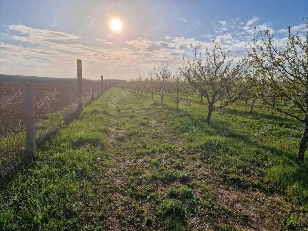 Яблуневий сад площею в 200 соток.
