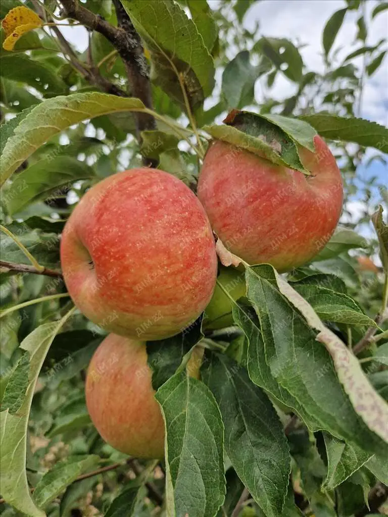 Яблуневий сад площею в 200 соток.