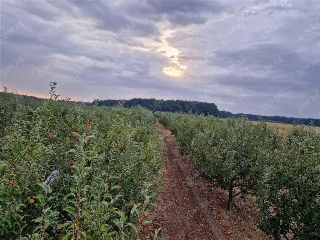 Яблуневий сад площею в 200 соток.