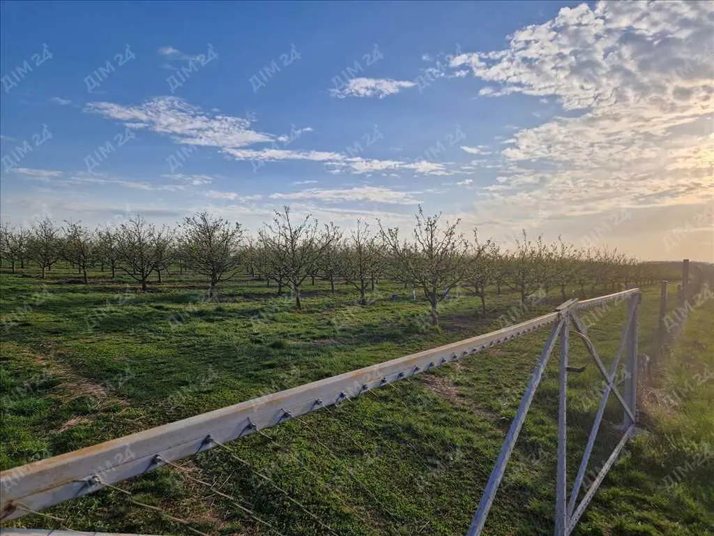 Яблуневий сад площею в 200 соток.