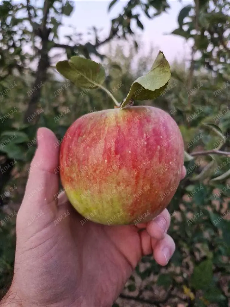 Яблуневий сад площею в 200 соток.