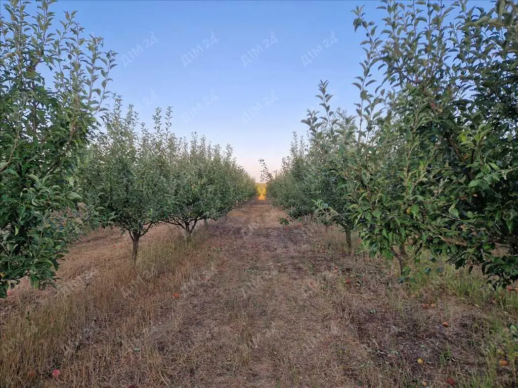 Яблуневий сад площею в 200 соток.