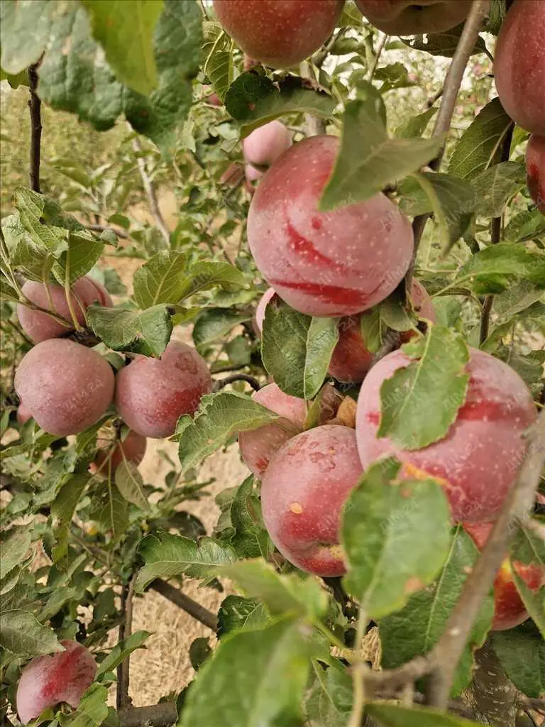 Яблуневий сад площею в 200 соток.