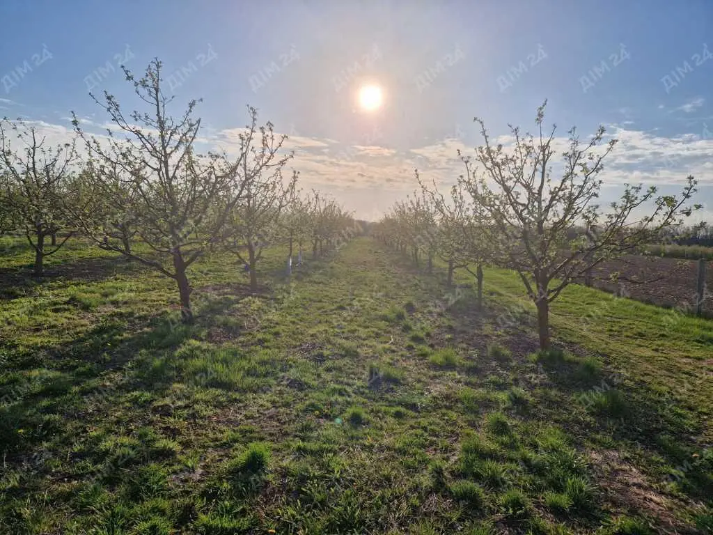 Яблуневий сад площею в 200 соток.