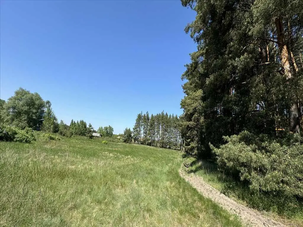 Ділянка з виходом в сосновий ліс.
