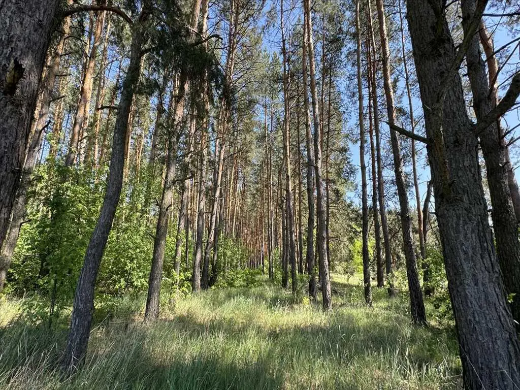 Ділянка з виходом в сосновий ліс.