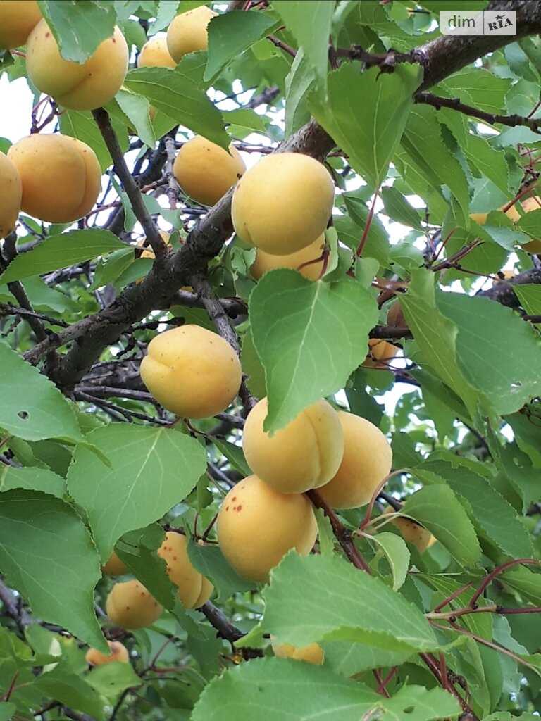 Ділянка під забудову. Село Жуки