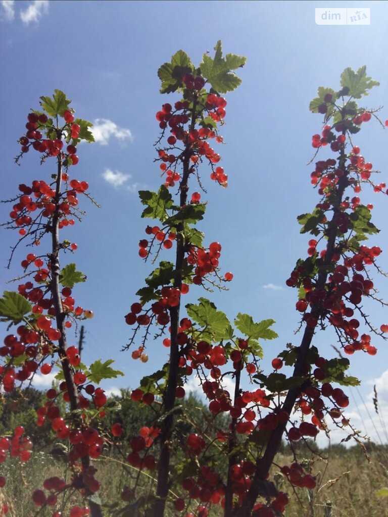 Ділянка під забудову. Село Жуки