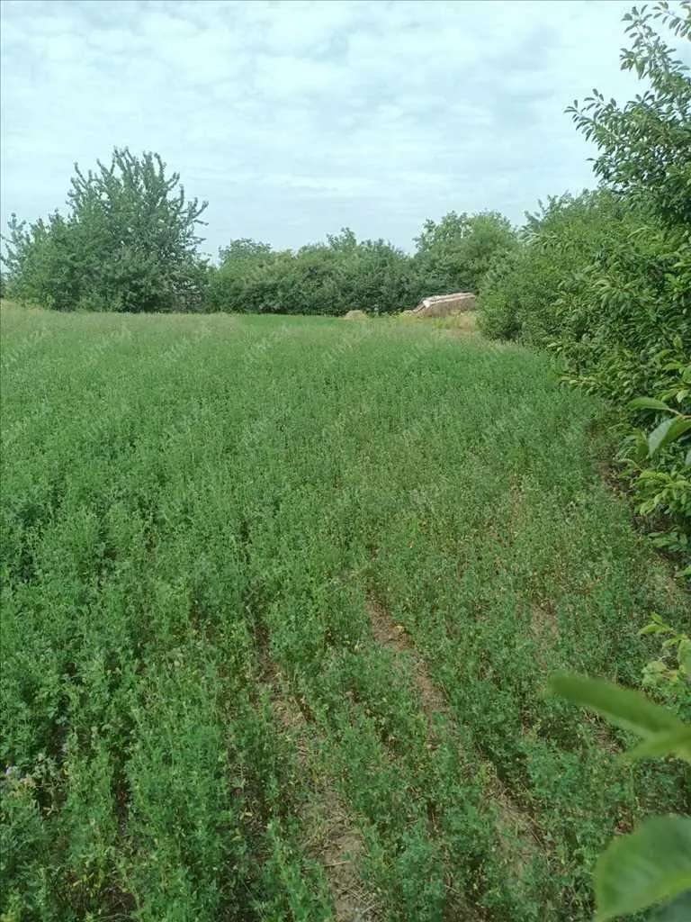 Ділянка неподалік лісу та річки.
