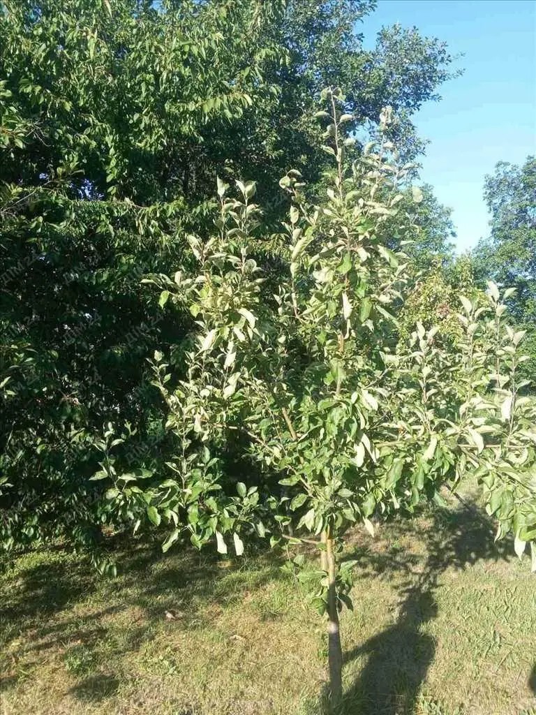 Будинок із земельною ділянкою в центрі Диканьки
