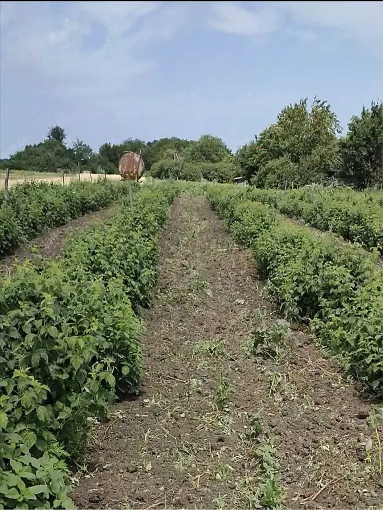 Продаж будинку з фермою та бізнесом в 20 км від Полтави.
