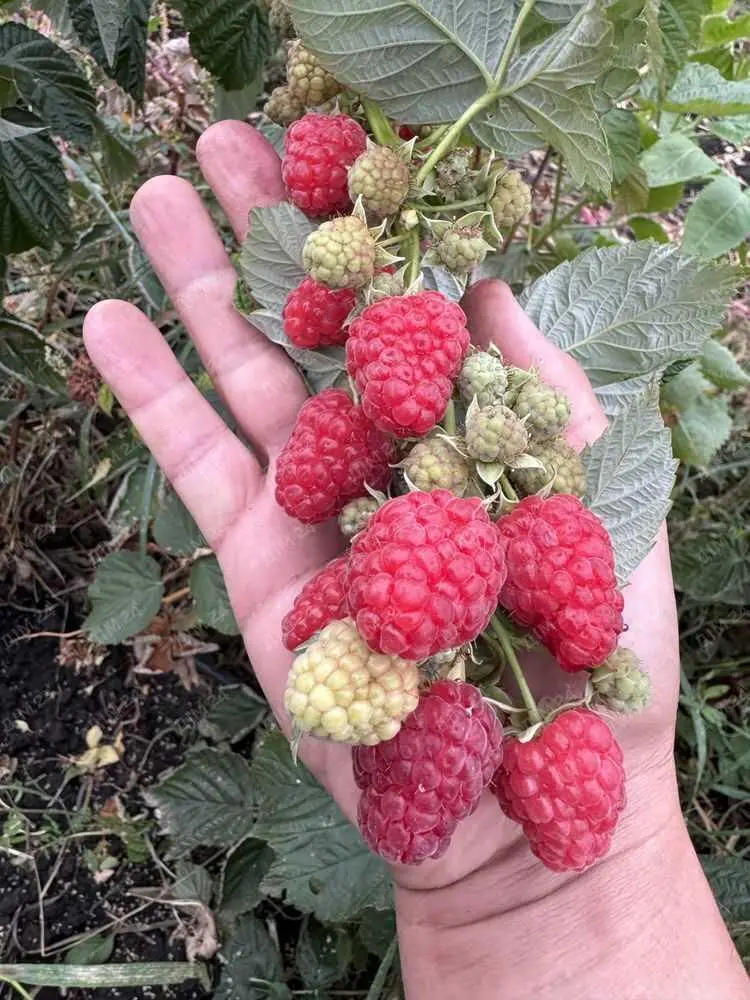 Продаж будинку з фермою та бізнесом в 20 км від Полтави.
