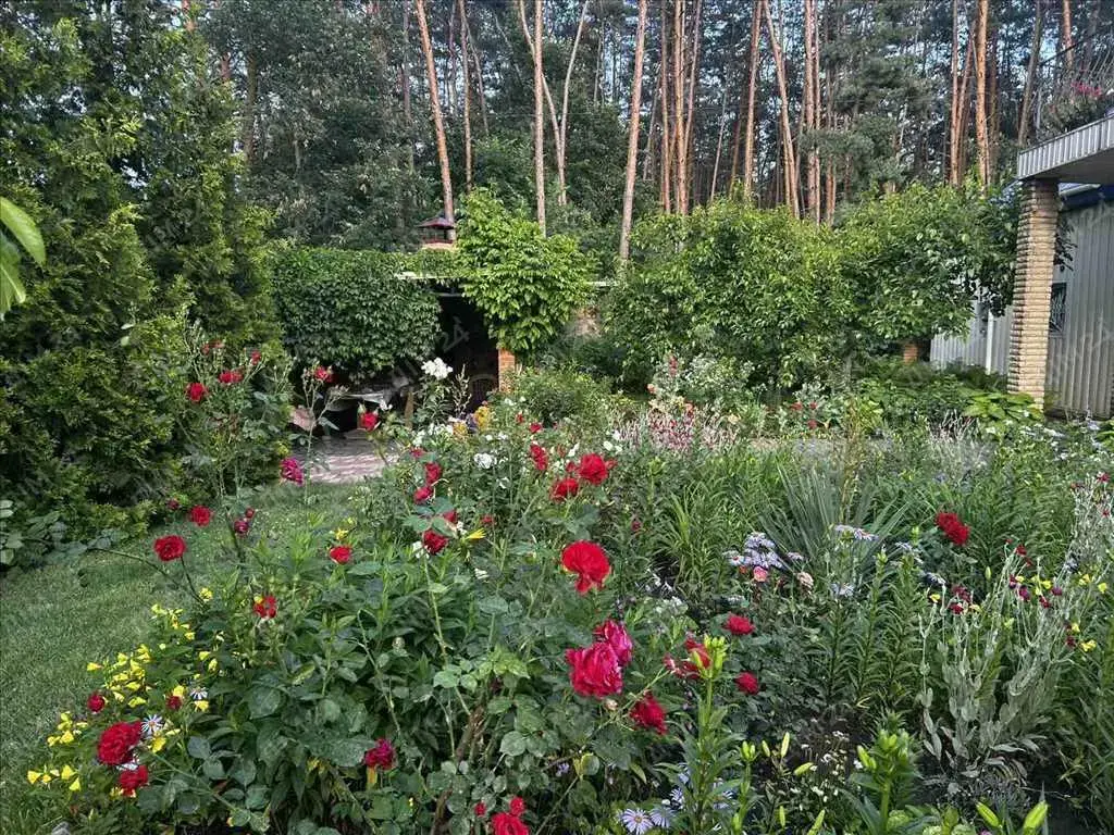 Сосни на ділянці, річка та пляж за воротами. Пошук закінчено!